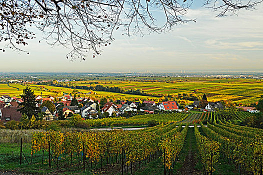 葡萄园,风景,靠近,德国,葡萄酒,路线,莱茵兰普法尔茨州