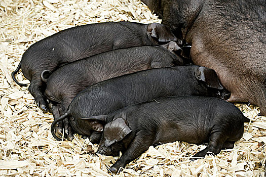 家猪,大,黑色,小猪,吸吮,播种,笔,爱丁堡,苏格兰,欧洲