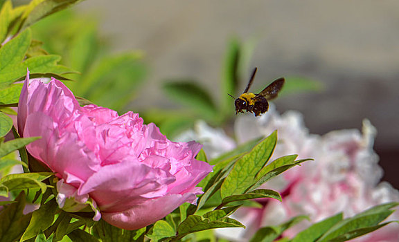 牡丹花,木匠蜂