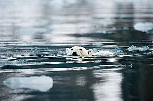 挪威,斯匹次卑尔根岛,成年,北极熊,公猪,冰,小湾,夏天