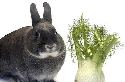 头像,兔子,蔬菜
