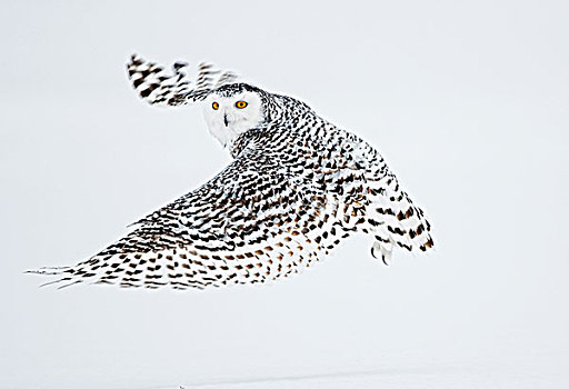 雌性,雪鹄,飞行,上方,雪,圣巴泰勒米,魁北克,加拿大,冬天