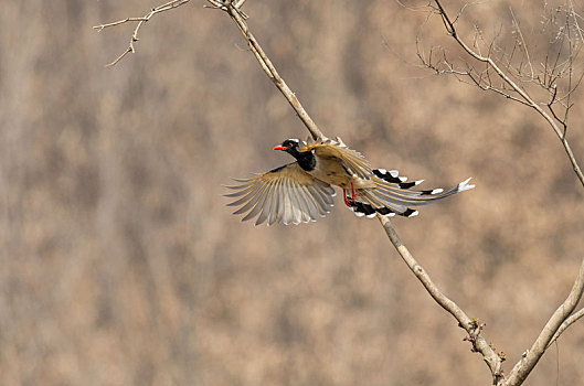 广泛分布于林缘地带至村庄周围,喧闹嘈吵的红嘴蓝鹊鸟