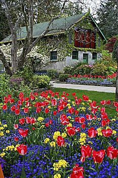 花,花园,宝翠花园,维多利亚,不列颠哥伦比亚省,加拿大