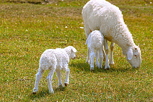 草原上一支羊妈妈带着两只小羊