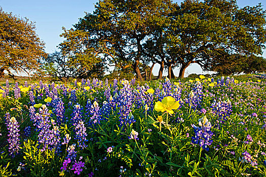 野花,生活方式,橡树,德克萨斯,丘陵地区
