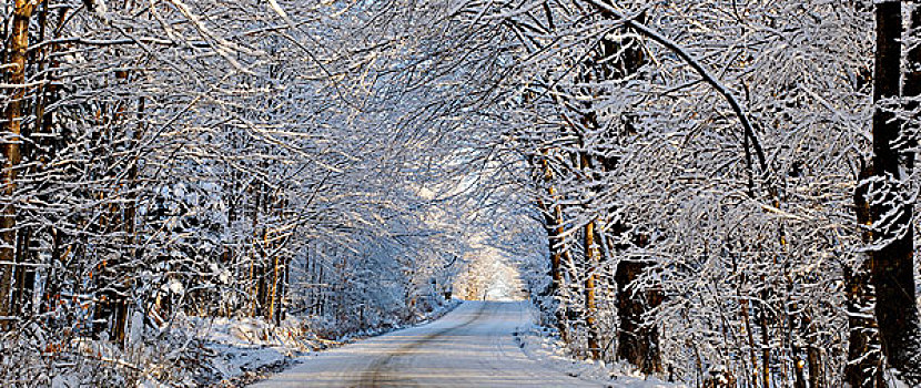 树林,道路,冬天,东方,山,魁北克,加拿大