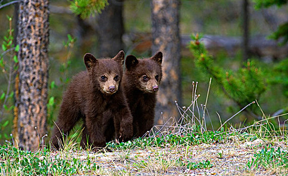 黑熊,美洲黑熊,幼兽,北美