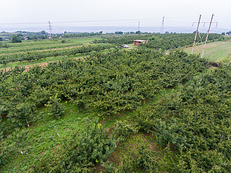 航拍河南三门峡灵宝市川口乡赵家沟村樱桃种植林