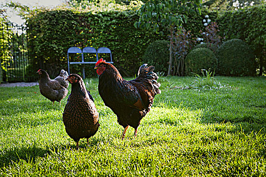 三个,母鸡,晴朗,花园