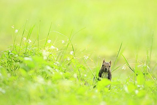 北海道松鼠,春天