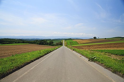 道路,自然