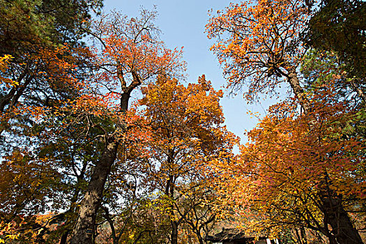 苏州天平山