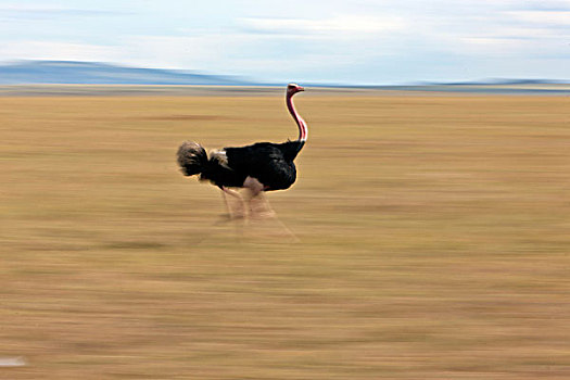 鸵鸟,鸵鸟属,雄性,马赛马拉国家保护区,肯尼亚,东非