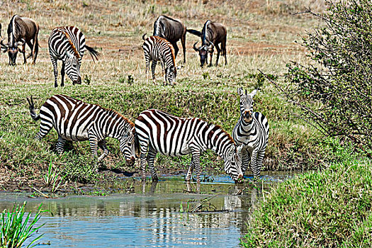 斑马,马赛马拉国家保护区,塞伦盖蒂,裂谷省,肯尼亚,非洲