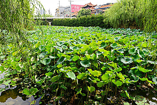 荷花池塘