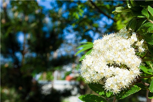 自然,白花,花楸树