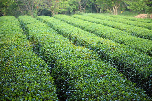 茶园飘香,茶农清晨采茶忙