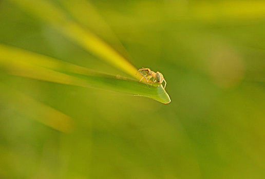 动物,昆虫,蜘蛛