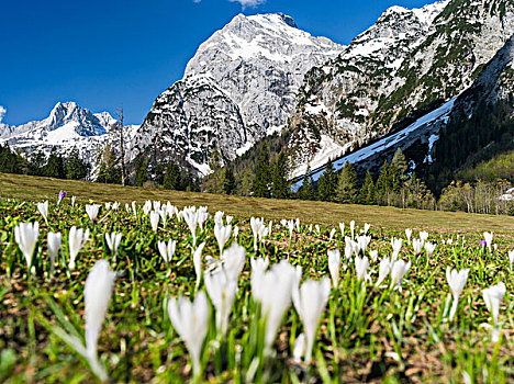 山脉,靠近,春天,湖,阿亨湖地区,攀升,遮盖,右边,背景,巴伐利亚