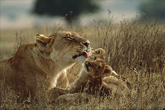 非洲狮,狮子,母兽,舔,幼兽,塞伦盖蒂国家公园,坦桑尼亚