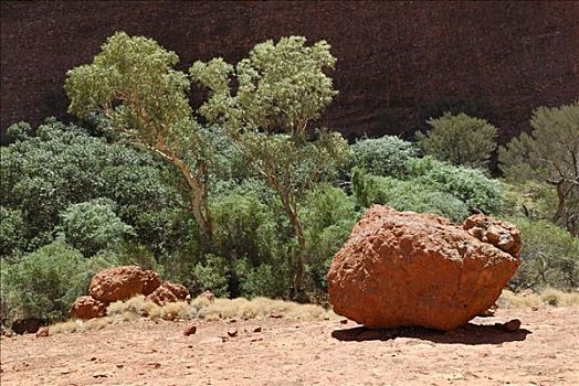 多样,桉树,块状,石头,峡谷,卡塔曲塔国家公园,北领地州,澳大利亚