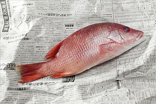 红鲷鱼,报纸