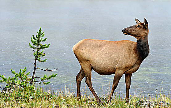 麋鹿,北美马鹿,母牛,黄石国家公园,怀俄明,美国