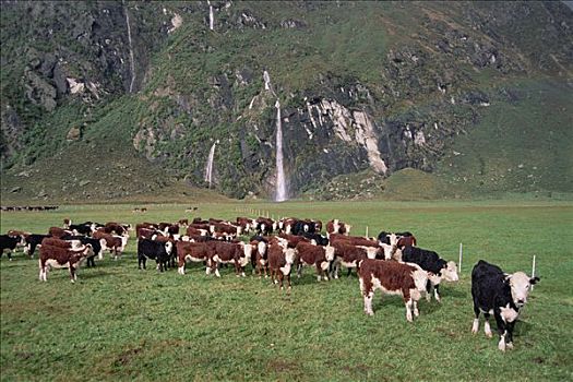 家牛,赫里福德,牧群,地点,靠近,瀑布,瓦纳卡,区域,中心,奥塔哥,南岛,新西兰