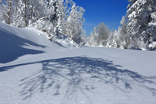 吉林省,国家森林公园,雪景