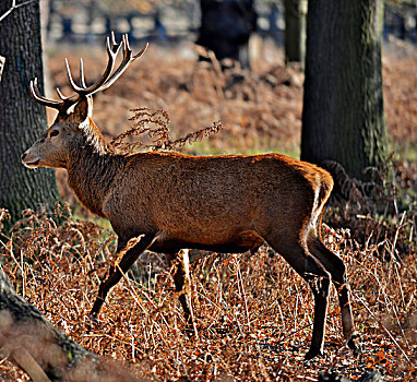 鹿,赤鹿,牡鹿,公鹿,里士满,公园,伦敦,英国,一个,哺乳动物,魅力,自然保护区