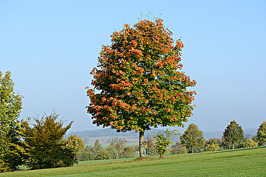 挪威槭,挪威枫,树,秋天,巴伐利亚,德国