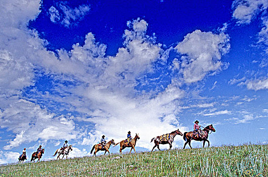 牛仔,马,小路,骑,卡里布,区域,不列颠哥伦比亚省,加拿大