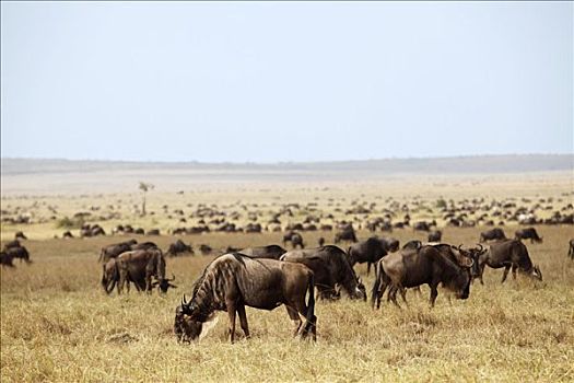 牧群,角马,放牧,马赛马拉国家保护区,肯尼亚