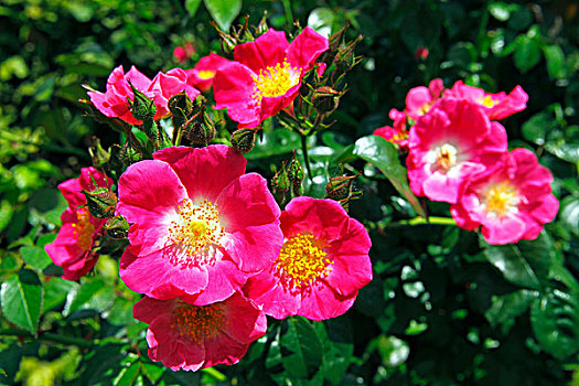 玫瑰,品种,粉色,培育品种,藤蔓玫瑰