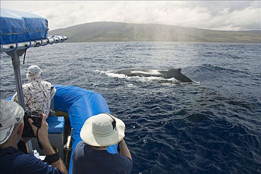 夏威夷,毛伊岛,拉海纳,观鲸,船,室外,特写,看,驼背鲸,大翅鲸属,鲸鱼,岛屿,背景