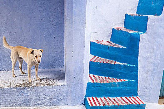 摩洛哥,舍夫沙万,沙温,小,狭窄,街道,涂绘,品种,鲜明,蓝色,彩色,狗,条纹,楼梯,小巷