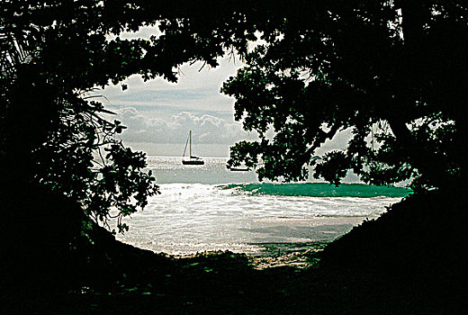 帆船,荫凉,树,海滩,塞舌尔