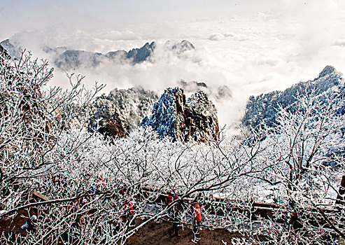 黄山,地质公园,岩石,迎客松,云海