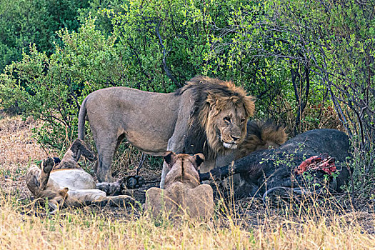 博茨瓦纳,乔贝国家公园,萨维提,自豪,狮子,吃,南非水牛