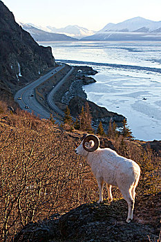 野大白羊,公羊,站立,石头,俯瞰,苏厄德公路,特纳甘湾,靠近,风吹,阿拉斯加,冬天