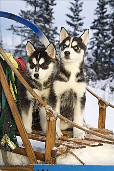 两个,西伯利亚,哈士奇犬,小狗,坐,狗拉雪橇,雪中,阿拉斯加