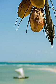 椰树,悬挂,棕榈树,海滩