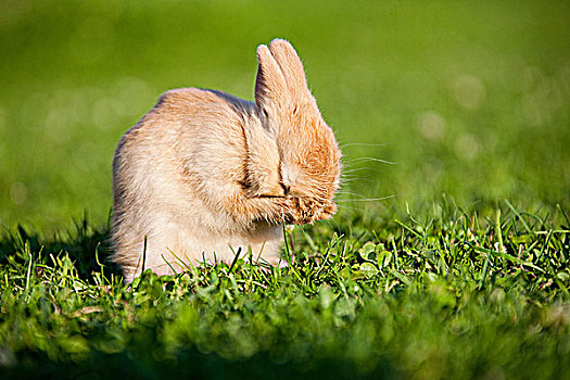 一只,兔子,清洁