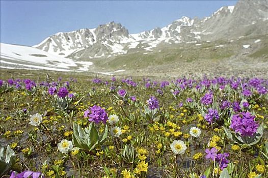 国家公园,山峦,阿拉木图,区域,哈萨克斯坦