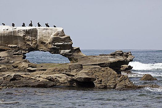 鸟,坐,石头,海岸,圣地亚哥,加利福尼亚,美国
