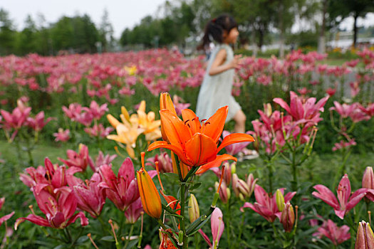 百合花开