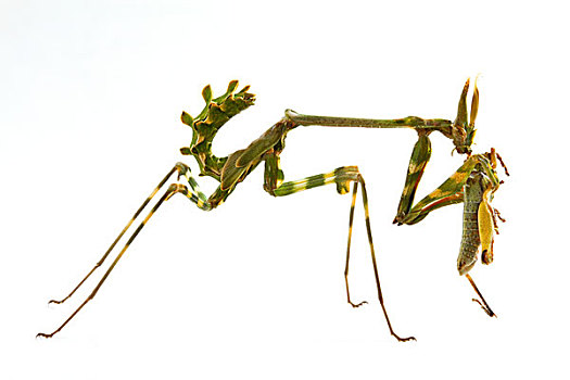 螳螂,捕食,自然保护区,东开普省,南非