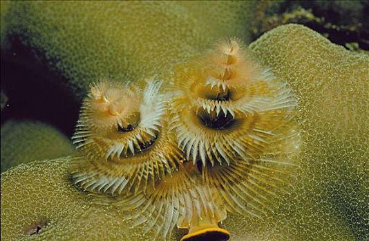 螺旋,珊瑚,水下,特鲁克泻湖,密克罗尼西亚,澳大利亚,海洋动物,动物