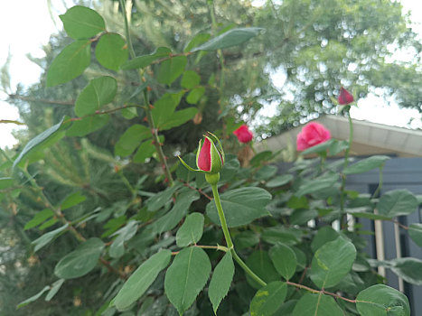 玫瑰花瓣